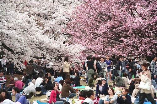 Hanami