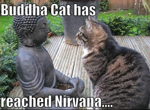 Nirvana Cat